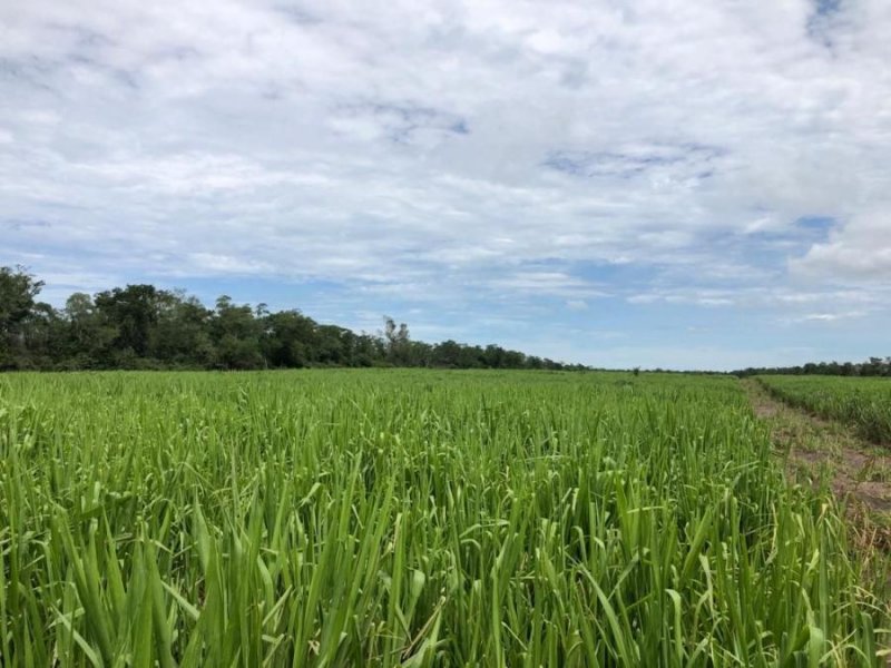 Agricultura-Ganaderia, Propiedad en Venta en Santa Cruz-Bolivia