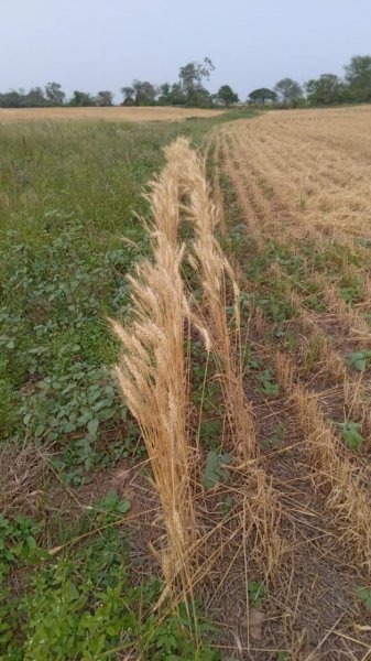 Campo en Venta en Pailón Pailón, Santa Cruz