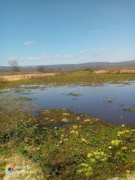 Campo en Venta en  San José de chiquitos, Santa Cruz