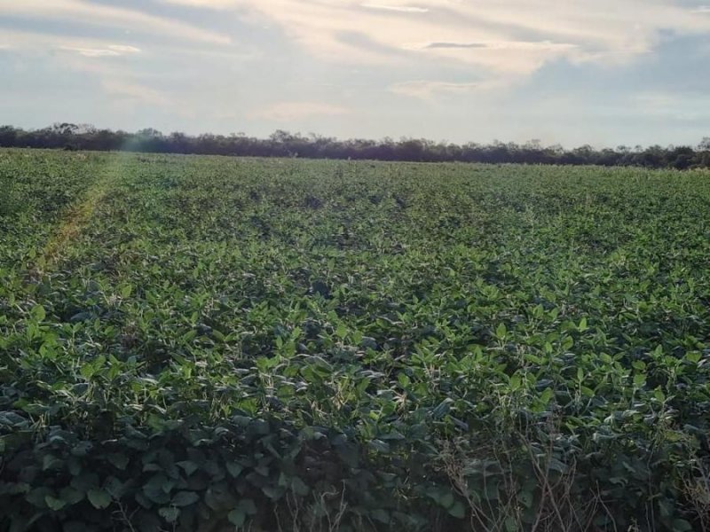 Campo en Venta en  San Ignacio de Velasco, Santa Cruz