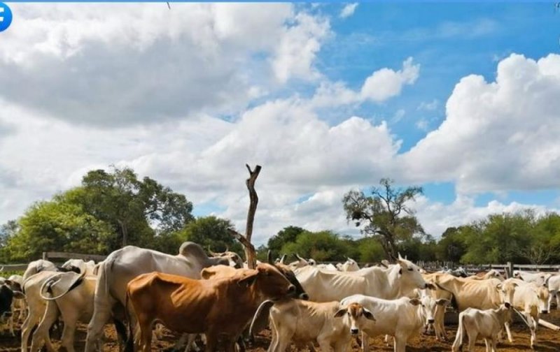 Campo en Venta en  Pailón, Santa Cruz