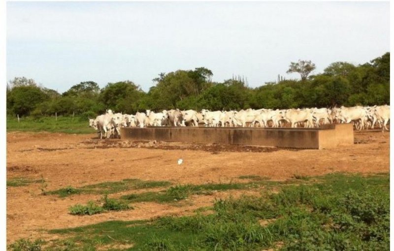 Campo en Venta en  Pailón, Santa Cruz