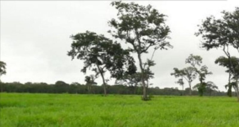 Campo en Venta en  Santa Cruz de la Sierra, Santa Cruz