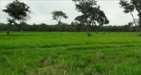 Campo en Venta en  Cabezas, Santa Cruz