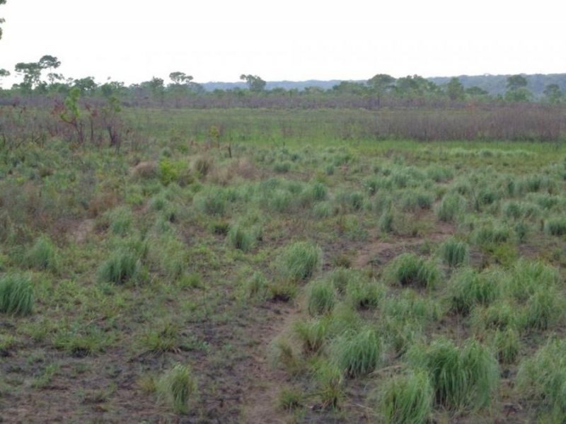 Campo en Venta en  Roboré, Santa Cruz